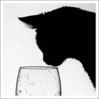 病み猫
